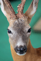 capriolo